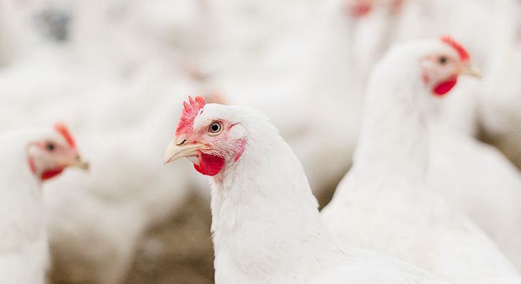 yd2333�ƶ�������Ϸ(�ɷ����޹�˾)-Baidu�ٿ�NO.1